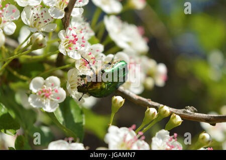 Glänzend grüne Fehler ruht auf weißen Frühjahrsblüte, leicht soft-Fokus, einsetzbar für Jahreszeiten Kalenderseite Stockfoto