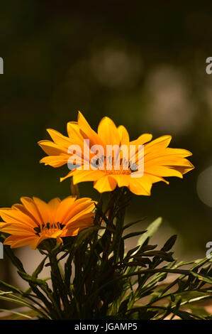 Dunkelgelbe Gazanien Blüten vor dunklem Hintergrund Stockfoto