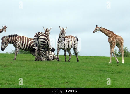 FOTA Wildlife Park, Fota, Irland Stockfoto