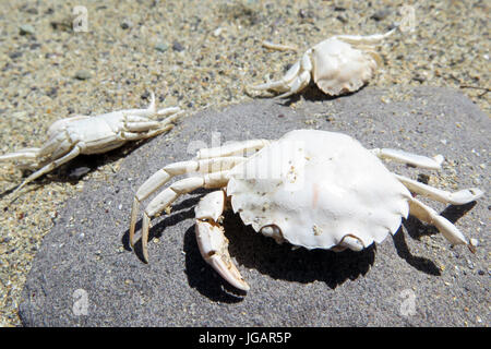 Barleycove Strand, (Schull), Irland, IE Stockfoto