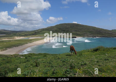 Barleycove Strand, (Schull), Irland, IE Stockfoto