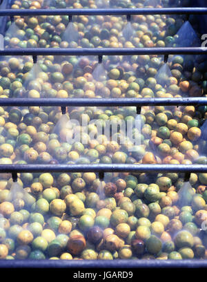 Orangen Stockfoto