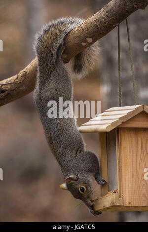 Akrobatische Grauhörnchen Stockfoto