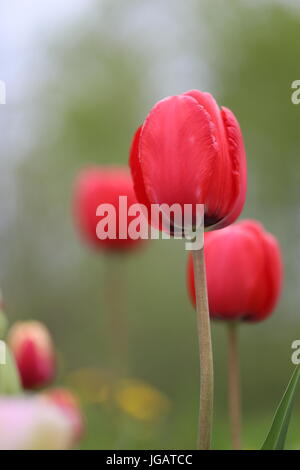 Rote Tulpen gegen blass grün der Hintergrund jedoch unscharf. Stockfoto