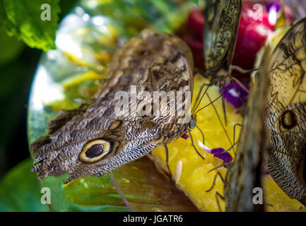 Schmetterling im Garten ernähren sich von Obst Stockfoto