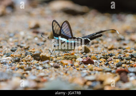 Schmetterling, grün Dragontail, (Lamproptera Meges) Essen Mineralien auf Sand im Wald Stockfoto