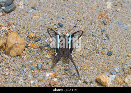 Schmetterling, grün Dragontail, (Lamproptera Meges) Essen Mineralien auf Sand im Wald Stockfoto