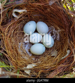 Fünf Haus Fink Eiern im Nest. Haus Fink ist ein kleiner Vogel in westlichen Nordamerika beheimatet. Stockfoto