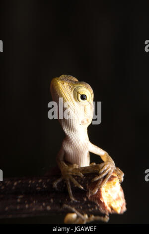 Chamäleon auf schwarzem Hintergrund isoliert Stockfoto