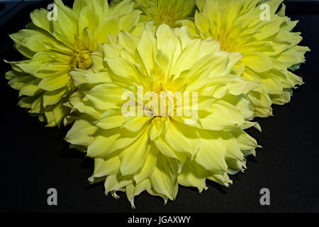 Stilleben Makro Farbe Porträtgemälde von vier großen Kaktusblüten Dahlie Blüte gelb isoliert auf schwarzem Hintergrund bei strahlendem Sonnenschein Stockfoto