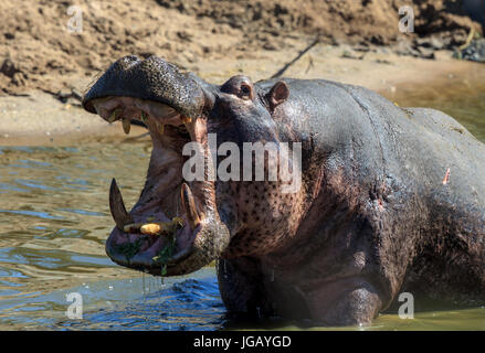 Ein Flusspferd gähnt am Rande eines Flusses Stockfoto