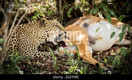 Schöne afrikanische Tierwelt Stockfoto