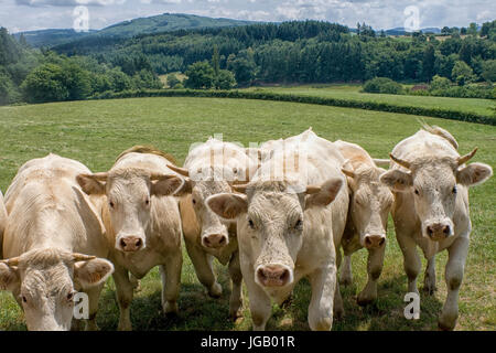 Sechs weiße Charolais Kühe in einer Reihe Stockfoto