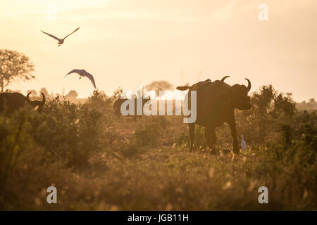 Büffel am Morgen, Tsavo West Nationalpark, Kenia, Afrika Stockfoto