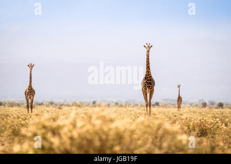 Drei Giraffen zu Fuß auf Savanne in Kenia Stockfoto