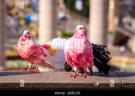 Zwei bunte Tauben in Placa Espanya, Barcelona, Spanien Stockfoto