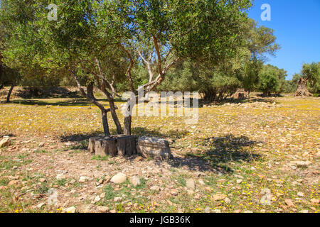 Pfeiler und Säulen im Grabungsgebiet in in Mitropoli auf Kreta Stockfoto