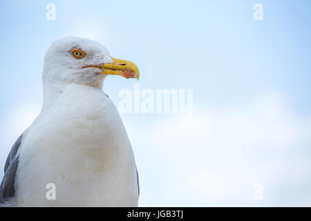 Schöne wilde Möwe in Rom, Italien. Stockfoto