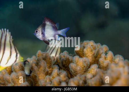 Zwei Streifen Riffbarsche (Dascyllus Reticulatus) Fische in der Korallen Stockfoto