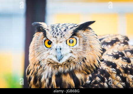 Porträt eines eurasischen Uhu oder Bubo Bubo Hispanus. Stockfoto