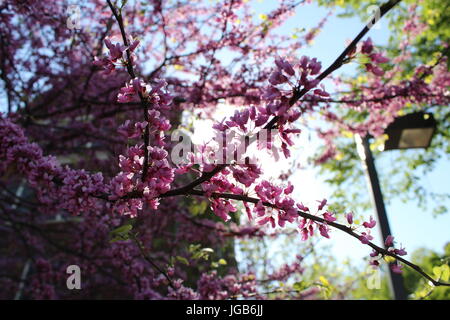 Redbud Baum in voller Blüte Stockfoto