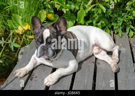 Hund, französische Bulldogge Stockfoto