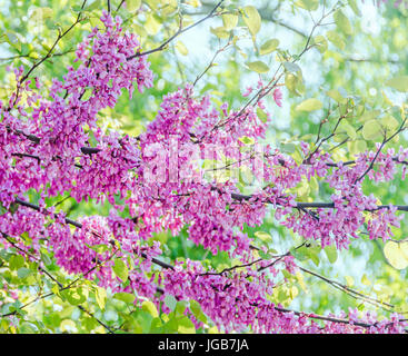 Lila, lila Cercis Siliquastrum Baum Blumen, allgemein bekannt als der Judasbaum. Stockfoto