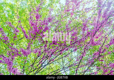 Lila, lila Cercis Siliquastrum Baum Blumen, allgemein bekannt als der Judasbaum. Stockfoto
