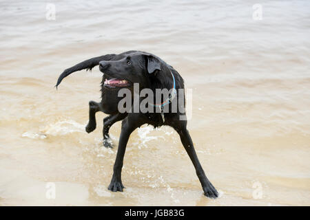 Schwarze Labrador Hund im Wasser sitzen Stockfoto