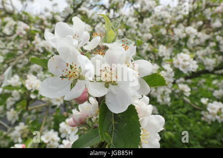 Malus Domestica 'Entdeckung', Apfelblüte in voller Blüte in einem alten englischen Obstgarten im Frühsommer (Mai), UK Stockfoto