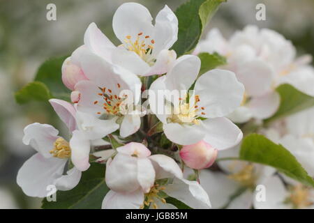 Malus Domestica 'Entdeckung', Apfelblüte in voller Blüte in einem alten englischen Obstgarten im Frühsommer (Mai), UK Stockfoto