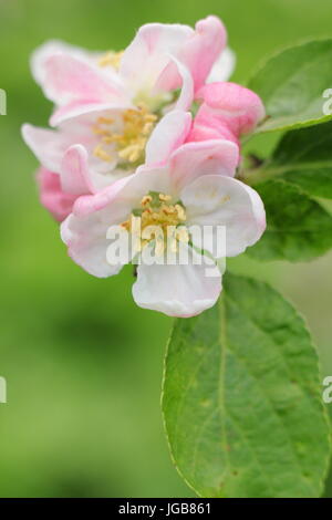 Malus Domestica 'Sunset', (ein Dessert Apfel), Apfelblüte in voller Blüte in einem traditionellen englischen Obstgarten im Frühsommer (Mai), UK Stockfoto