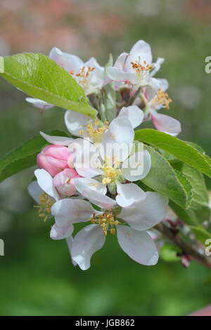 Malus Domestica 'Katy', Apple blossom in voller Blüte in einem traditionellen englischen Obstgarten im Frühsommer (Mai), UK Stockfoto