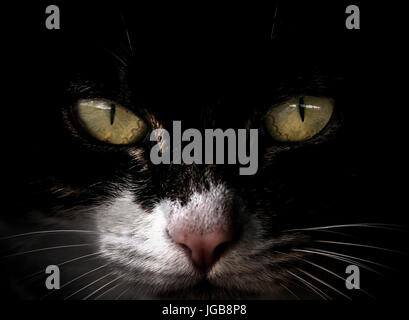 Expressive gelb grüne Augen schwarze Katze mit weißen Nase, Gesicht Closeup. Stockfoto