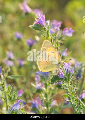 Gelben Schmetterling auf Echium Vulgare - Viper's Bugloss Blume getrübt. Stockfoto