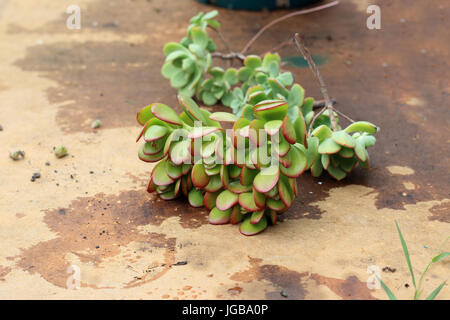 Frisch getrimmt Crassula Ovata oder auch bekannt als Jade-Anlage Stockfoto