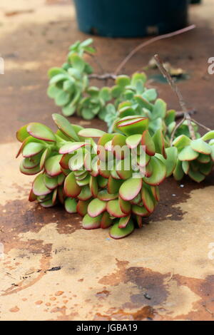 Frisch getrimmt Crassula Ovata oder auch bekannt als Jade-Anlage Stockfoto