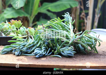 Blue Chalk Sticks saftig oder bekannt als Senecio Mandraliscae, blaue Finger Sukkulenten Stockfoto