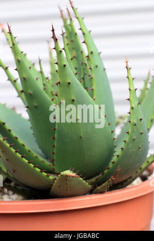 Wachsende Aloe Broomii oder auch bekannt als Berg Aloe oder Schlange Aloe in einem Topf Stockfoto