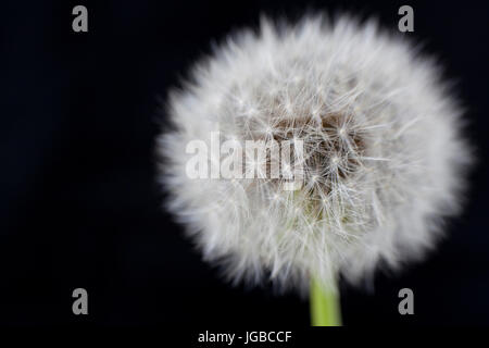 Nahaufnahme des Löwenzahns auf schwarzem Hintergrund Stockfoto