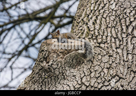 Junge graue und schwarze Stadt Eichhörnchen in der Kniekehle und um den Baum in Mississauga Valley Park, Kanada Stockfoto