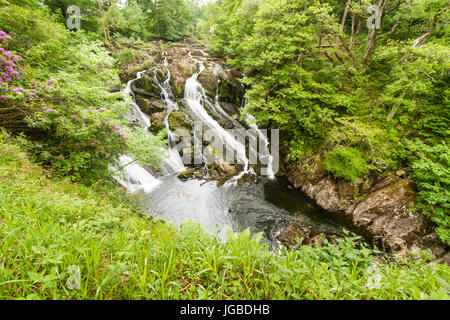 Teil der Schwalbe fällt in Snowdonia-Nationalpark. Betws y Coed, Gwynedd, Wales, Vereinigtes Königreich. Stockfoto