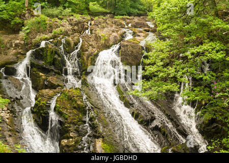 Teil der Schwalbe fällt in Snowdonia-Nationalpark. Betws y Coed, Gwynedd, Wales, Vereinigtes Königreich. Stockfoto