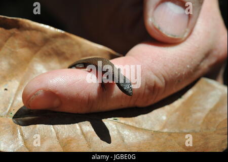 Kleine braune Gecko auf Finger-hand Stockfoto