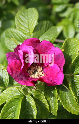 Dog Rose im Garten Stockfoto