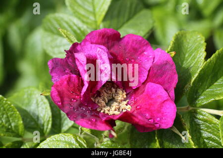 Dog Rose im Garten Stockfoto