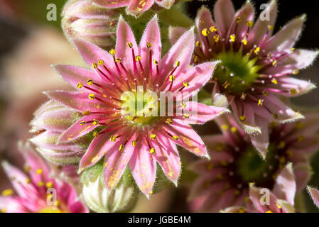 Sempervivum Henne und Küken Hauswurze Sukkulente in Blüte Stockfoto