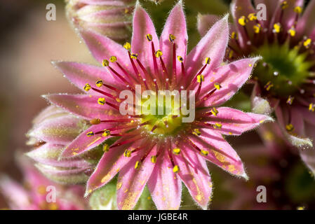 Sempervivum Henne und Küken Hauswurze Sukkulente in Blüte Stockfoto