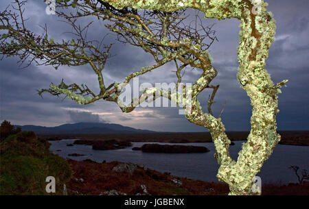 Flashlit Flechten auf Baum mit Errisbeg am Horizont Stockfoto