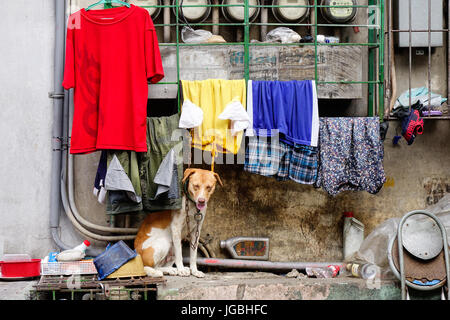 Manila, Philippinen - 20. Dezember 2015. Ein Hund mit getrockneten Tuch im Slum Region in Manila, Philippinen. Manila ist eine Stadt, Philippinen mit sehr starken con Stockfoto